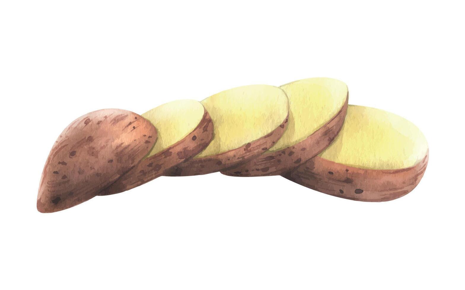 Red potatoes in brown skin, cut into round slices, stacked. Watercolor illustration, hand-drawn on the theme of harvest, cooking, food, vegetable shop design. Element isolated from background. vector