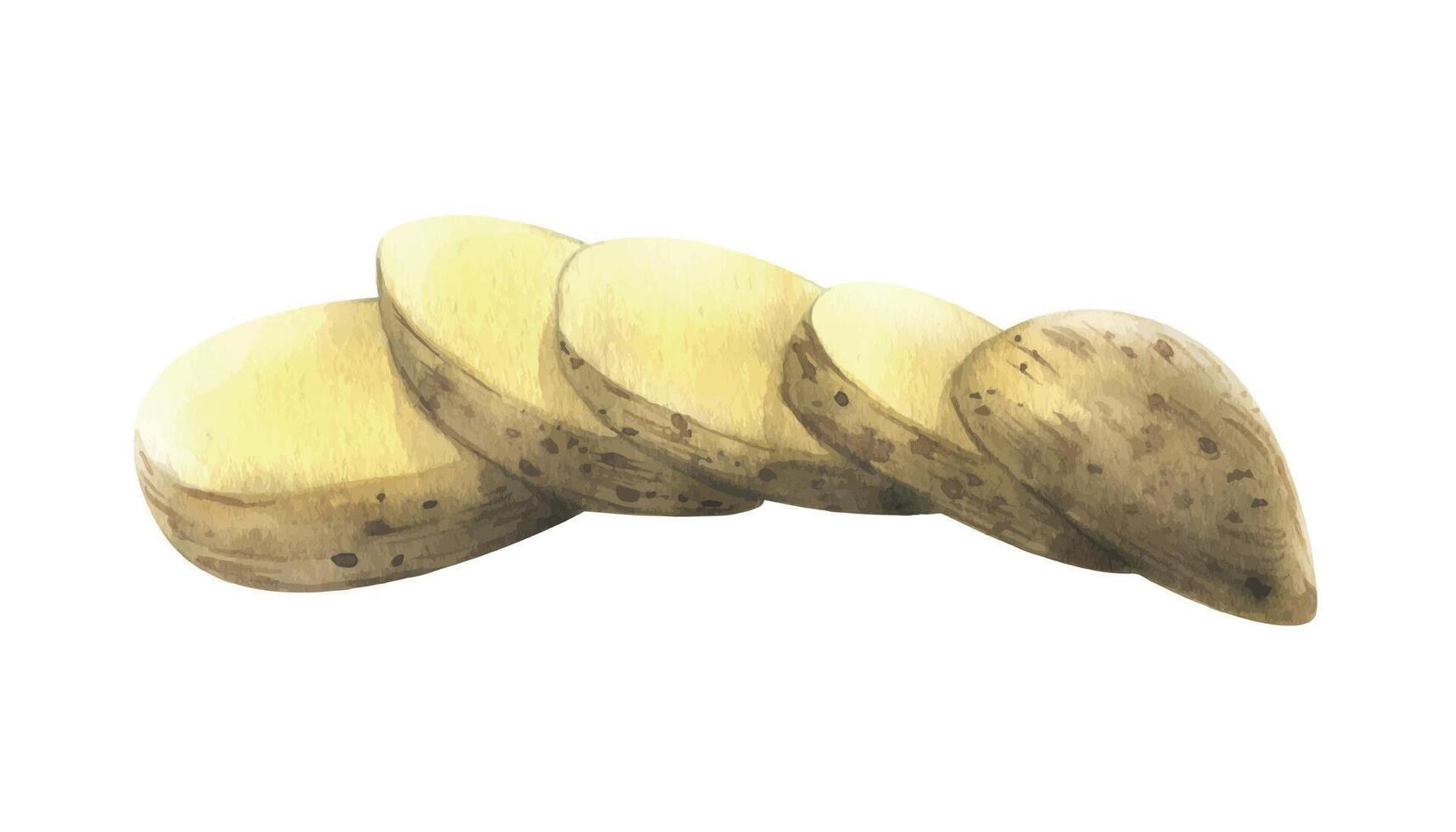 White potatoes in brown skin, cut into round slices, stacked. Watercolor illustration, hand-drawn on the theme of harvest, cooking, food, vegetable shop design. Element isolated from background. vector