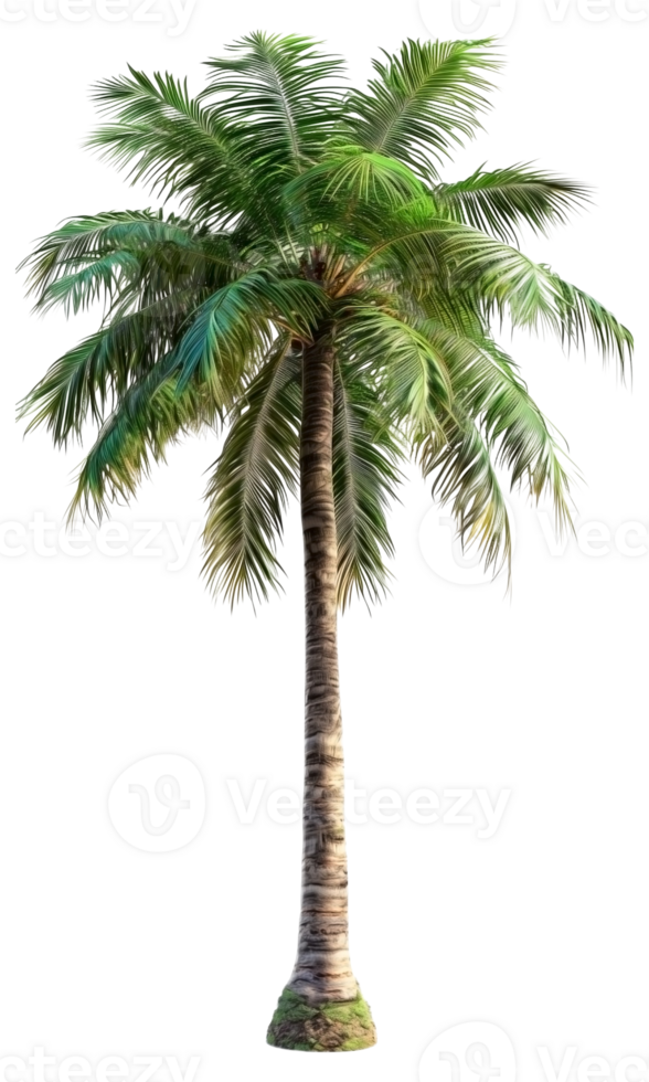 Beach Palm Tree png
