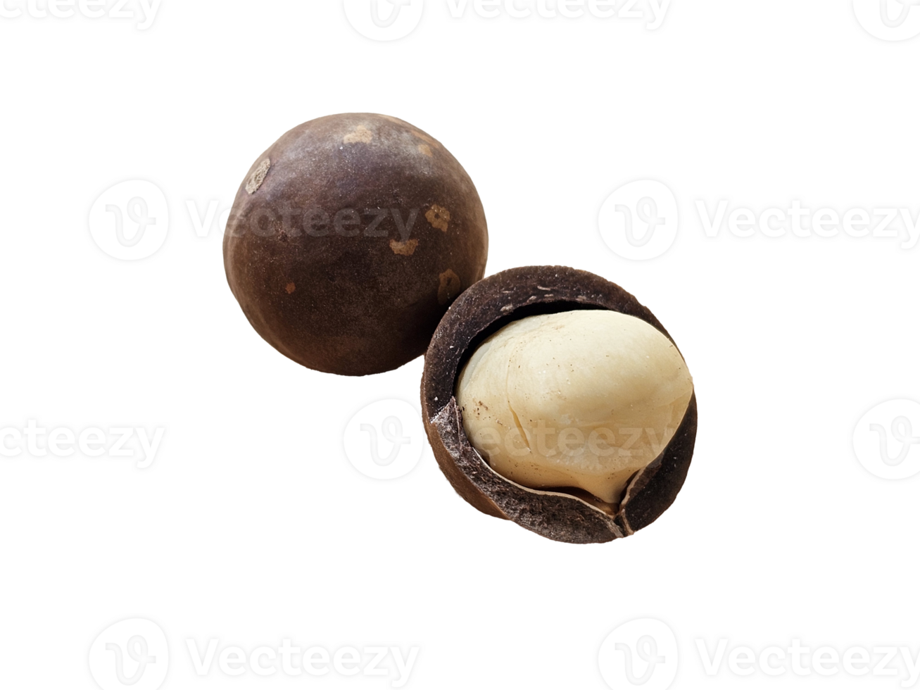 Two brown macadamia nut with cracks on the surface. just one have white seed macadamia. on transparent background png