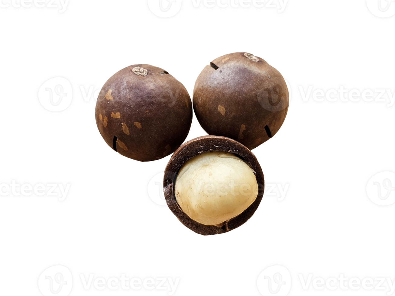 Just one has a white macadamia seed, and behind it are two brown macadamia nuts with cracks on their surface. on transparent background png
