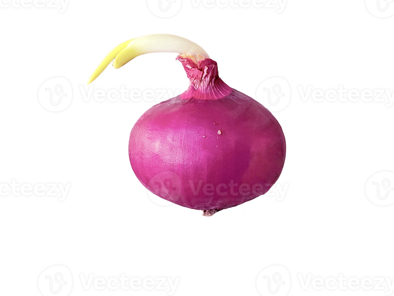 fresh large shallot with a glossy outer skin and a green shoot sprouting from the top. on transparent background png