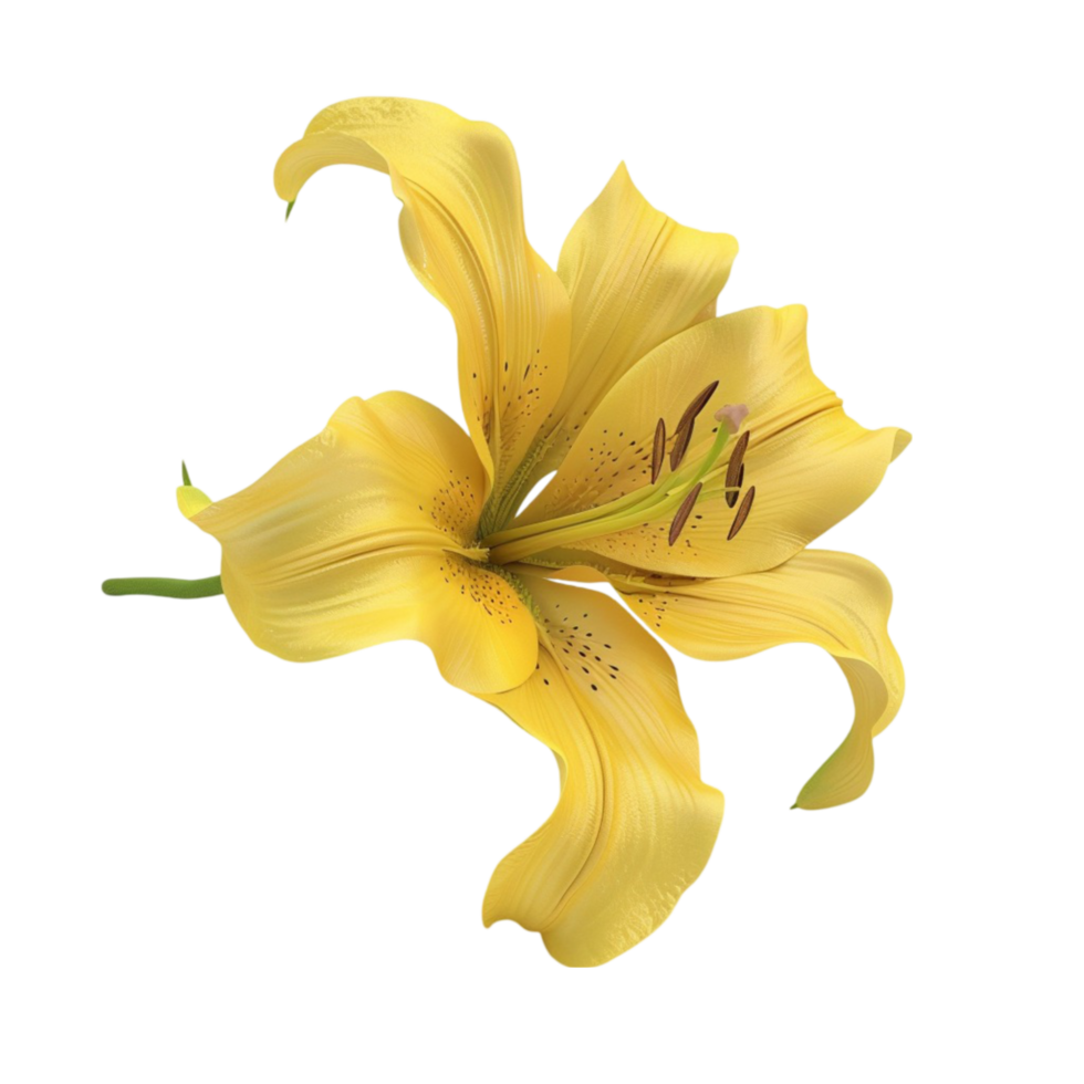 yellow lily flower on transparent background png