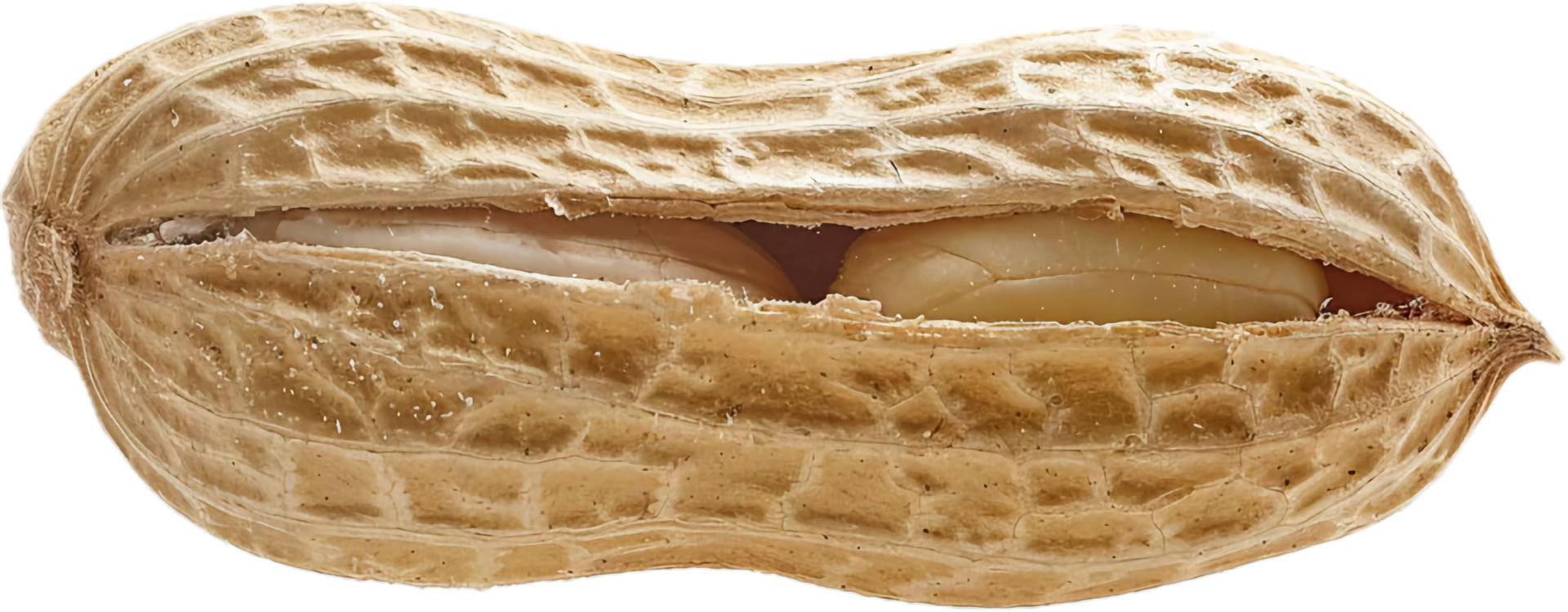 Single Whole Peanut in Shell Close-Up. png