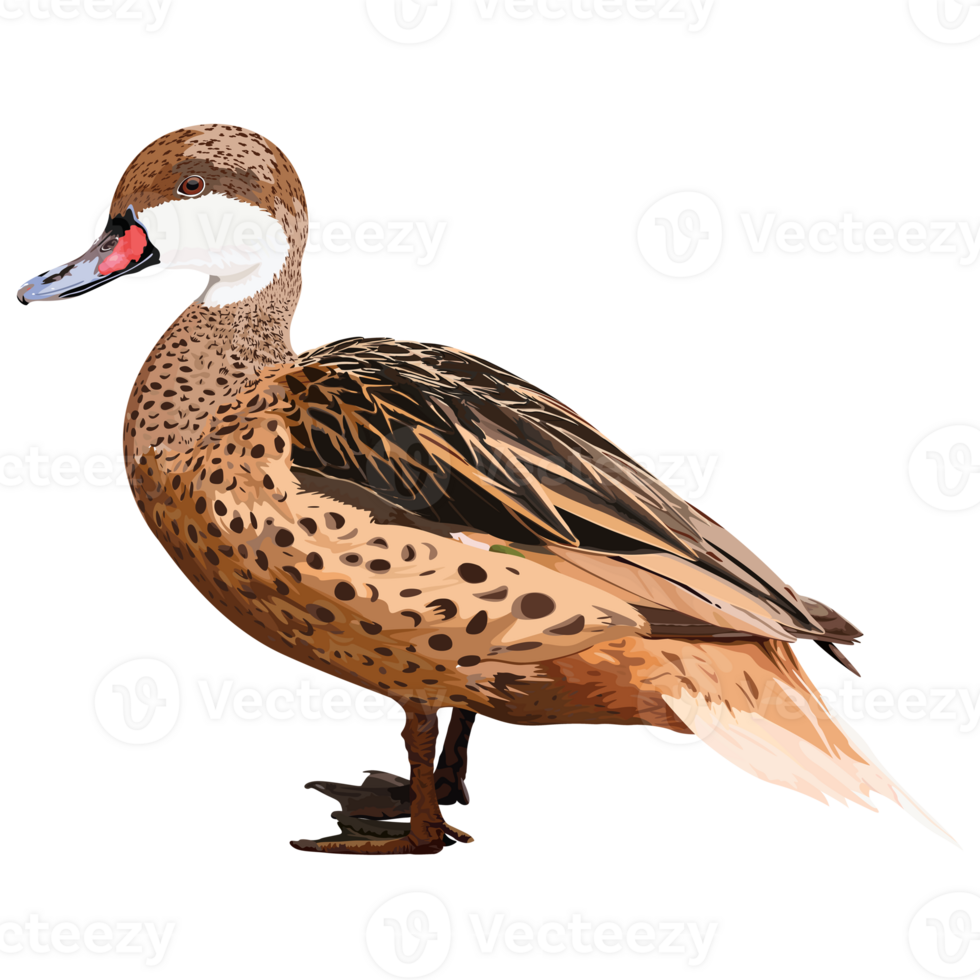 Mandarin duck female graphic illustrated isolated . png