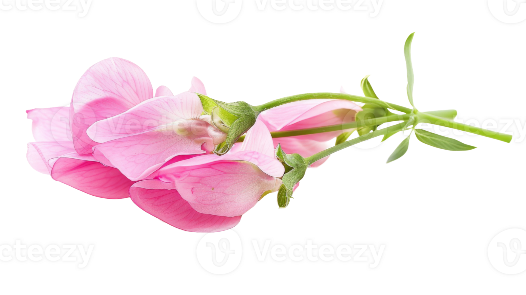 Sweet peas on the transparent background, Format png
