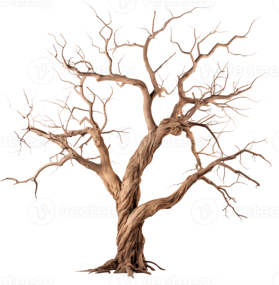 Dead tree with branches and twisted trunk png