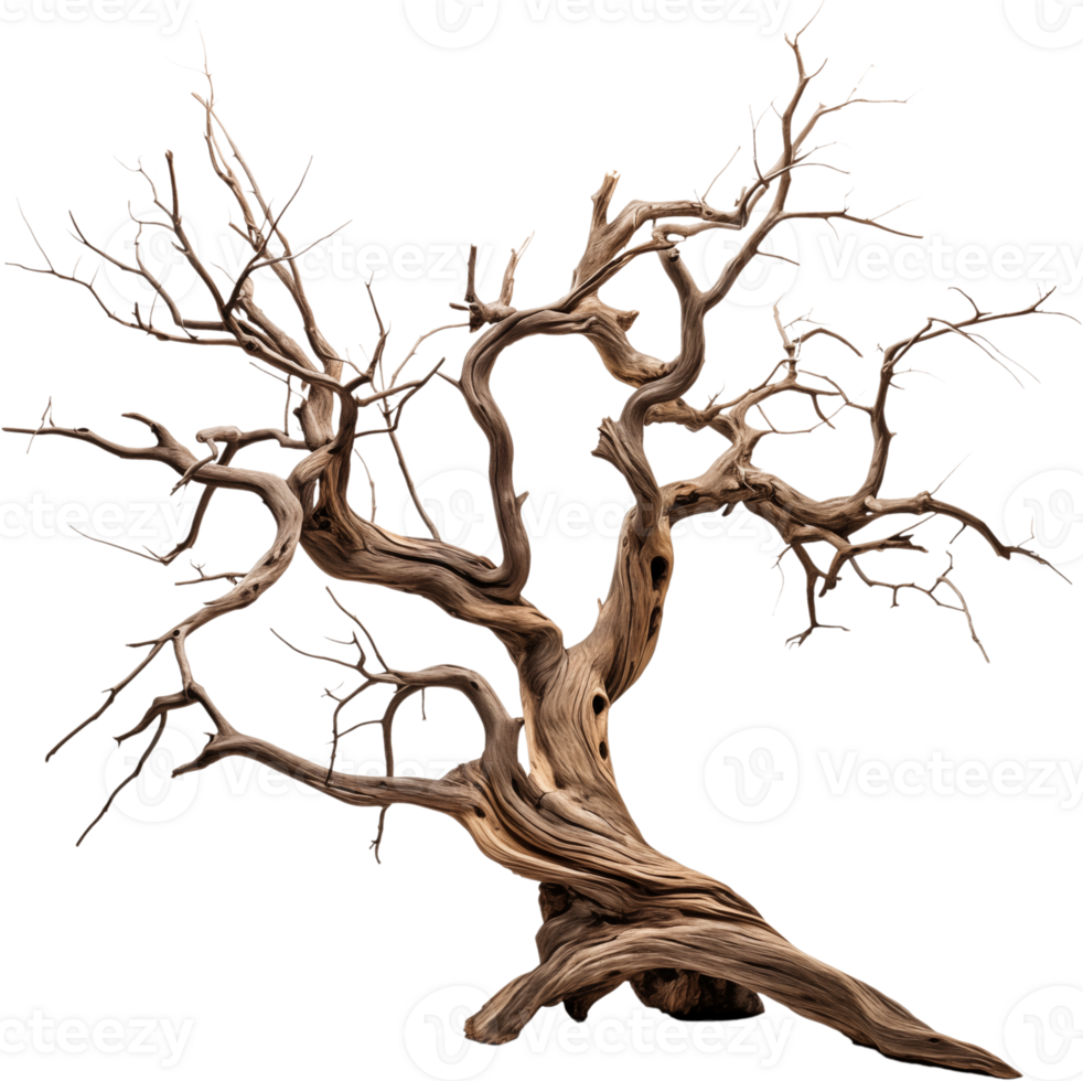 Dead tree with branches and twisted trunk png