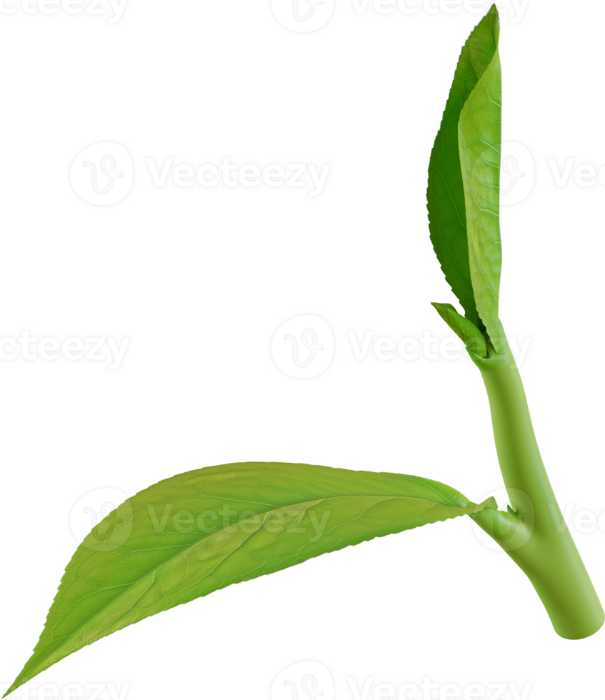 one green tea leaf png