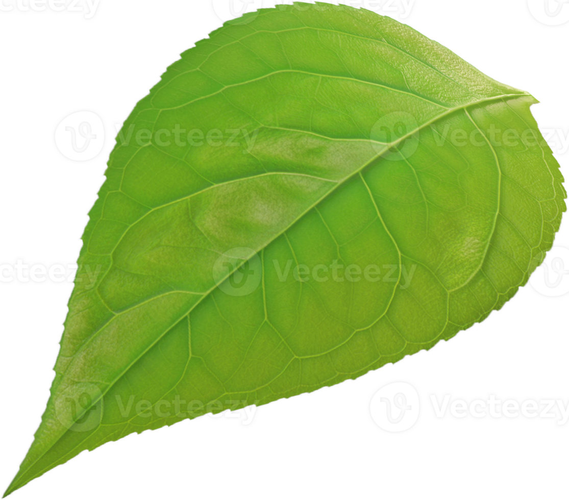 single green leaf png