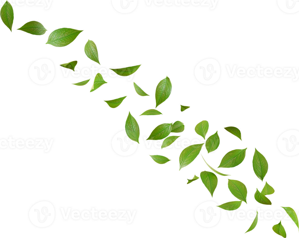green tea leaves png