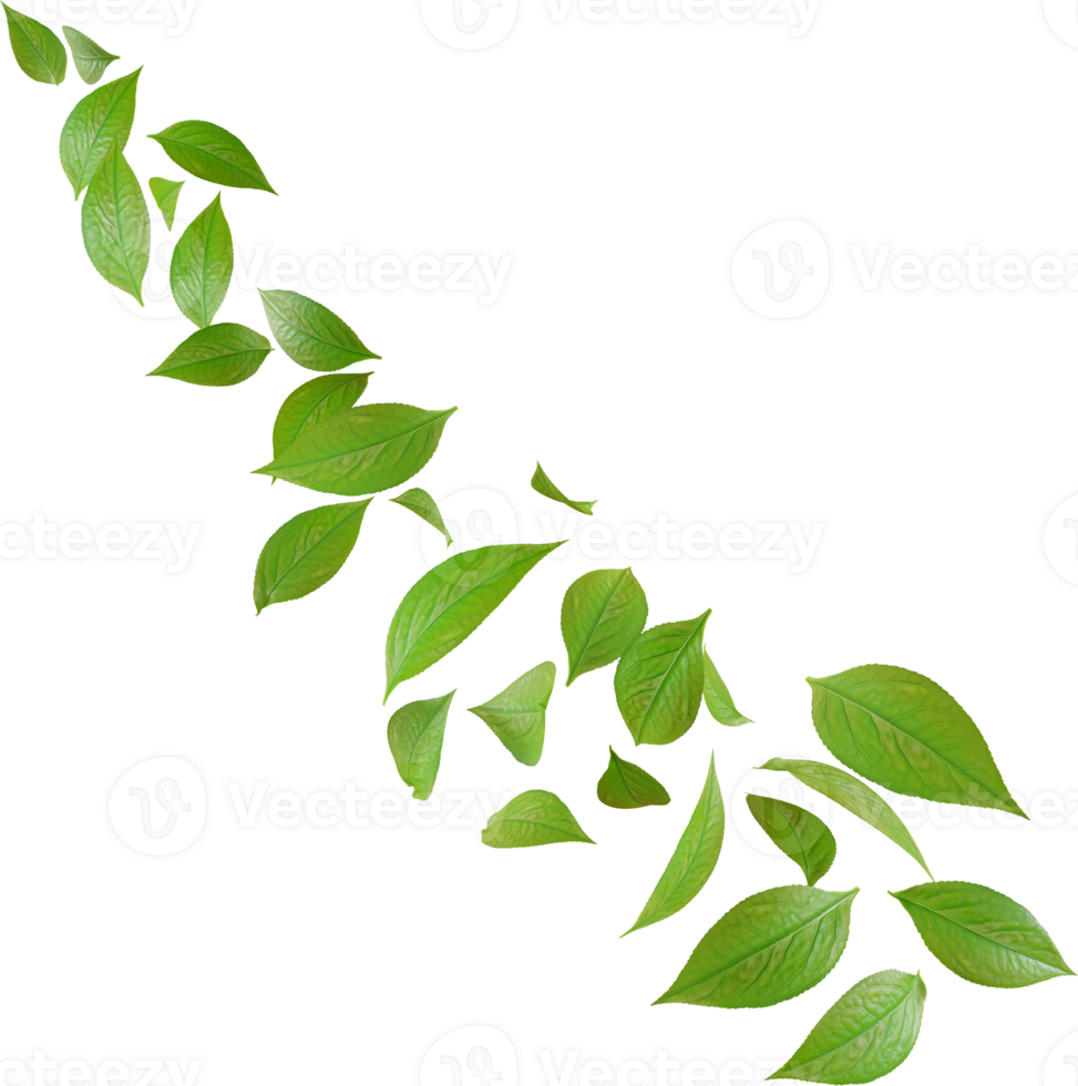 green tea leaves in motion png