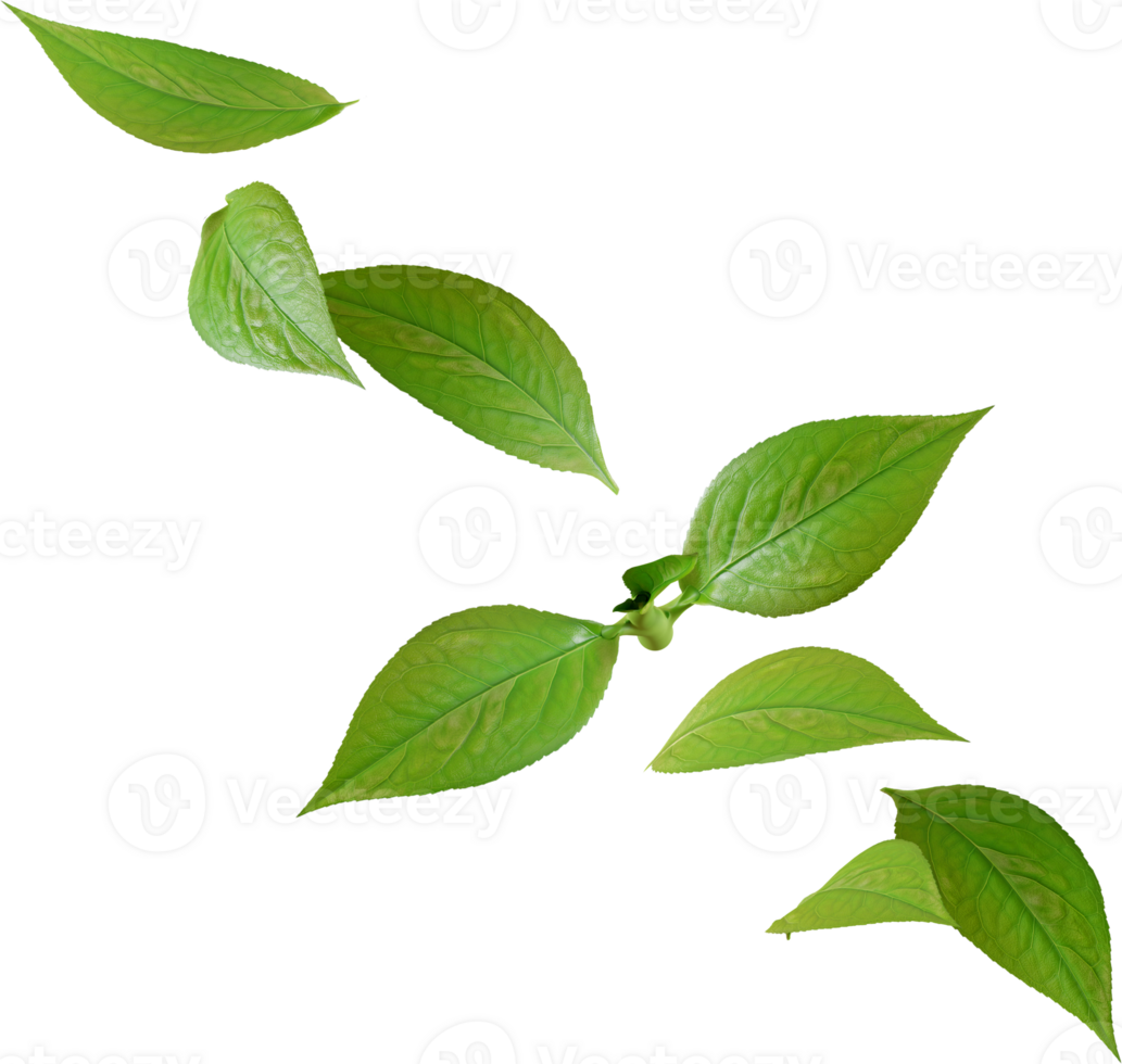 green tea leaves png