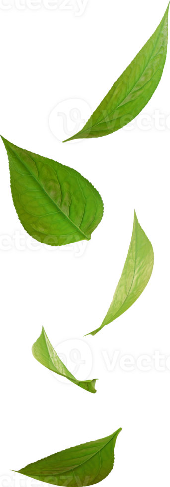 falling green tea leaves png