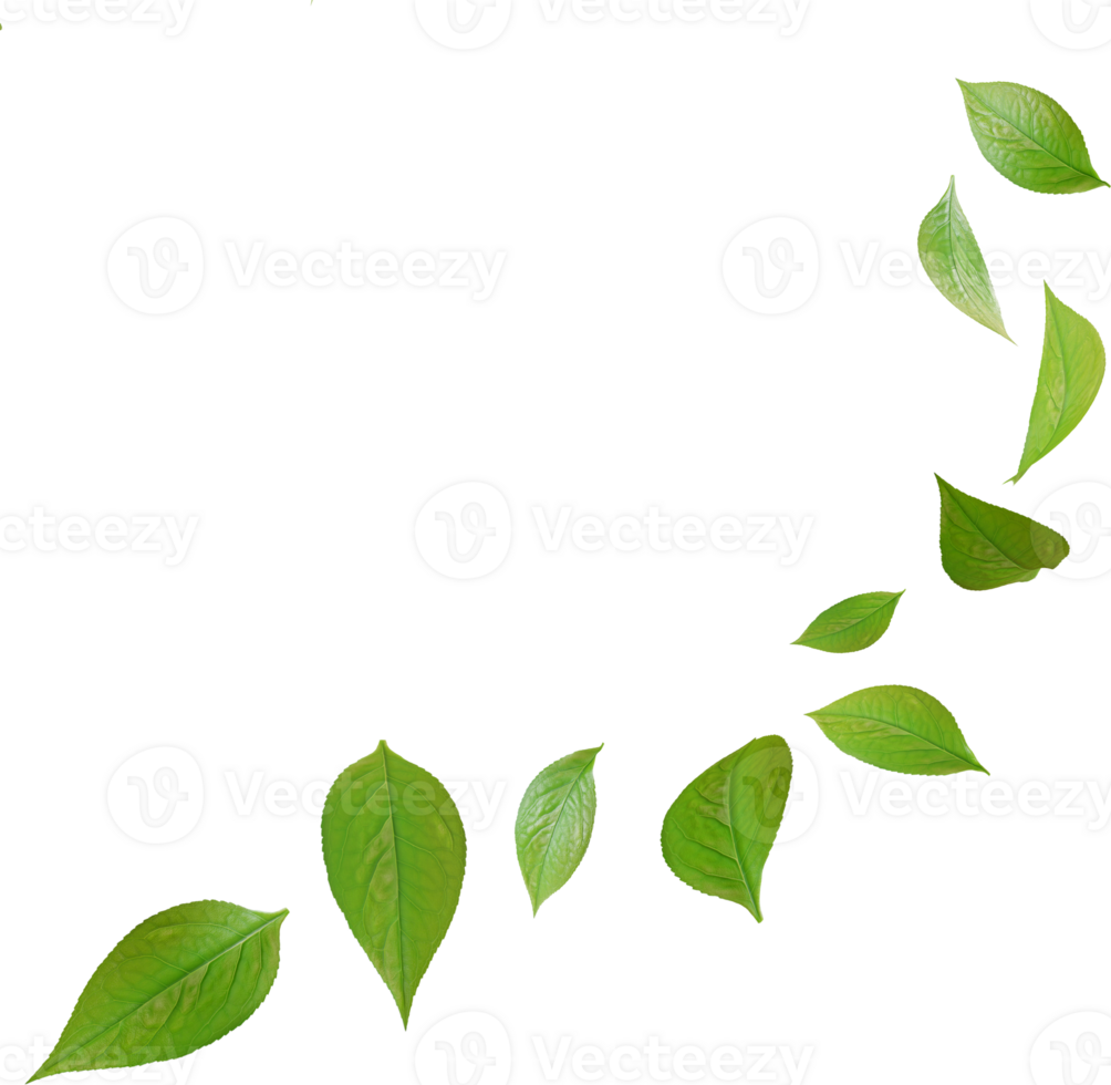 green tea leaves in motion png
