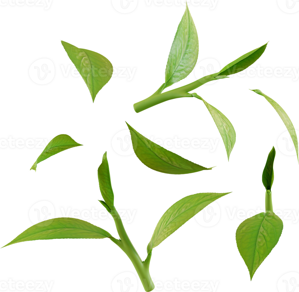 green tea leaves png