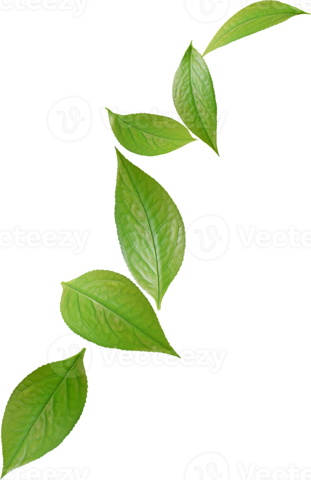 green tea leaves png