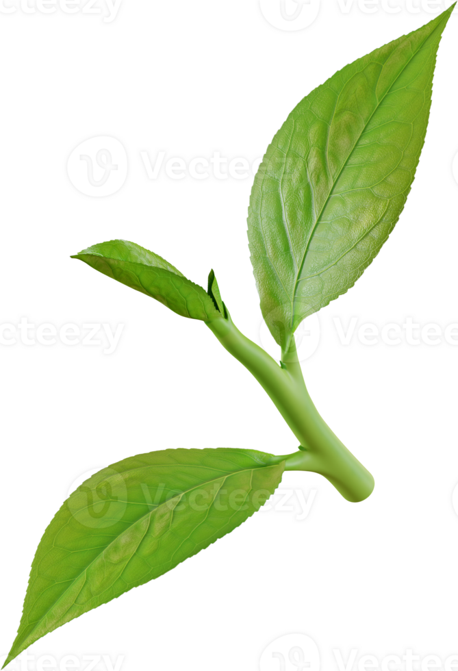 green tea leaf png