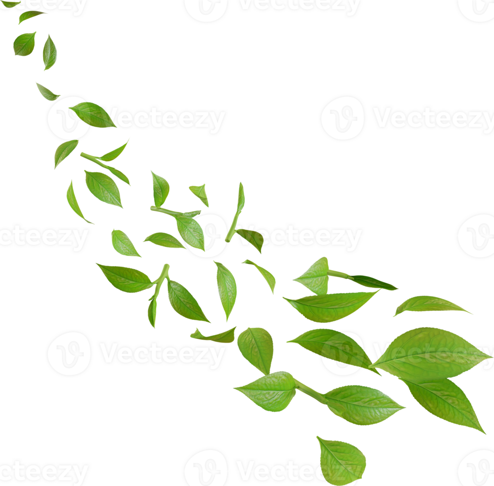 green tea leaves in motion png