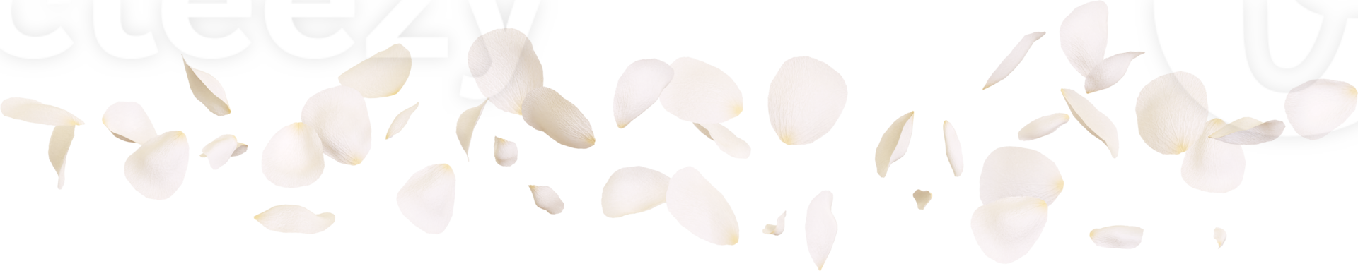 Falling white rose petals png
