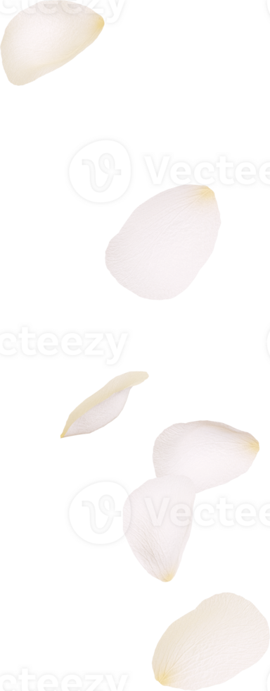 White rose flower png