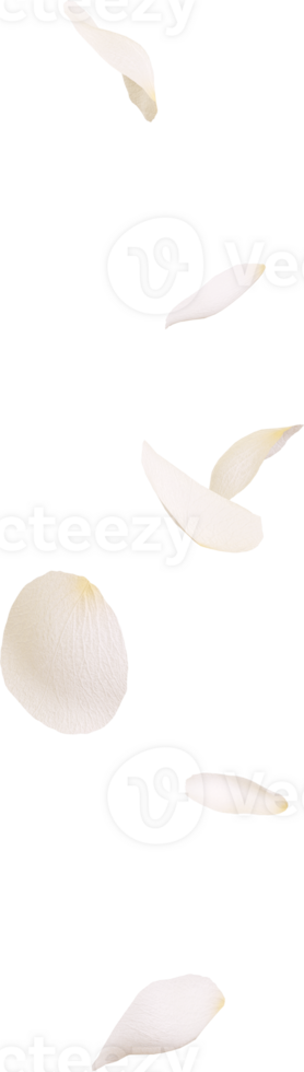 White rose flower png