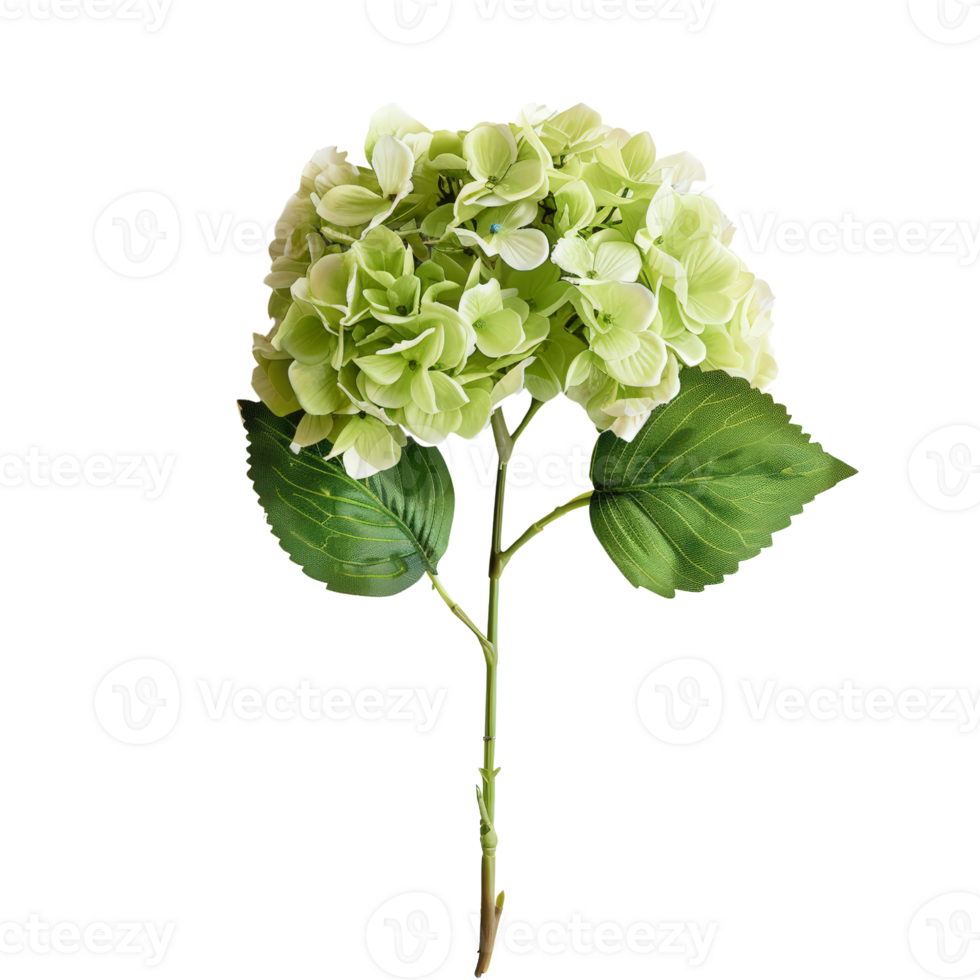 a green flower on a stem with leaves png
