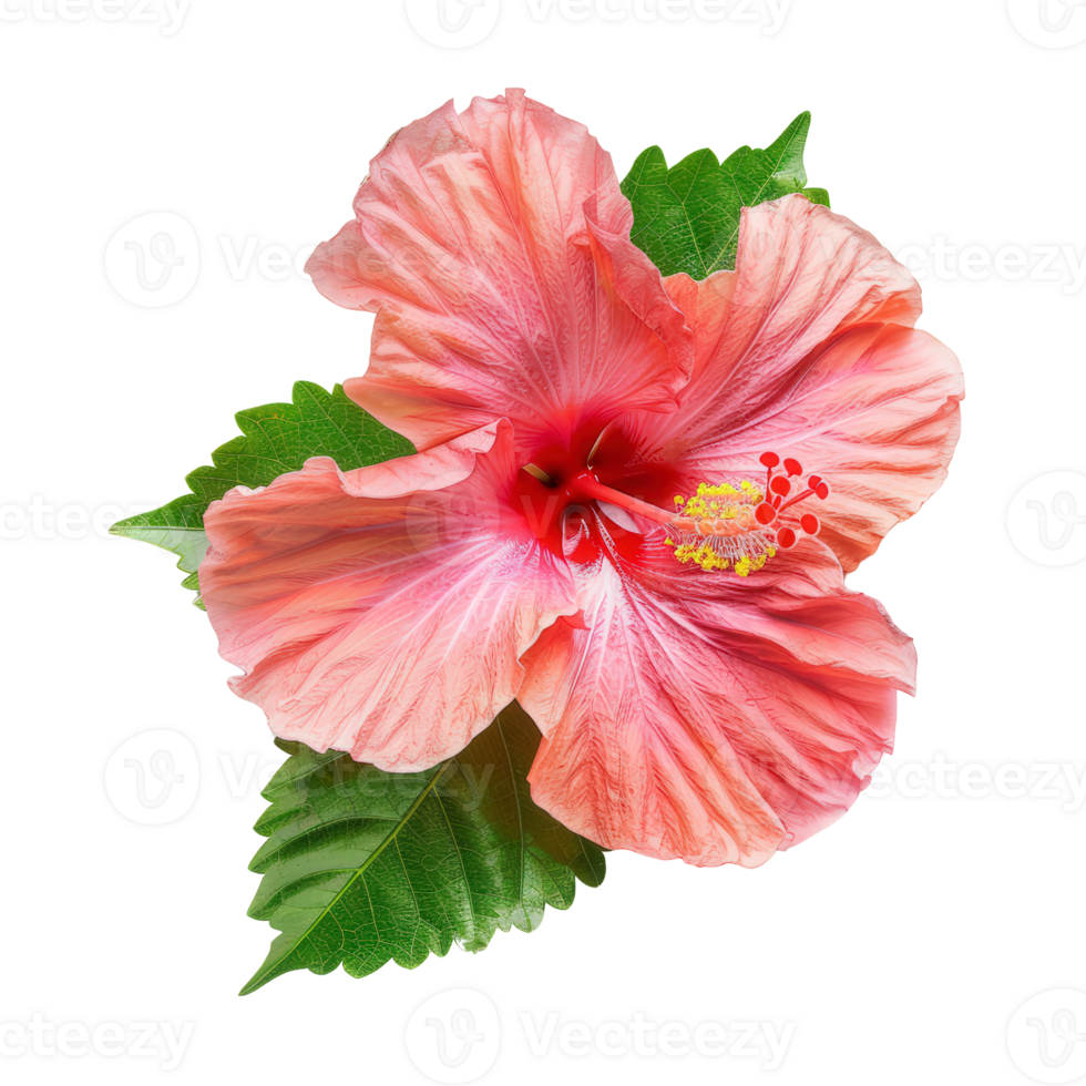 pink hibiscus flower on transparent background png