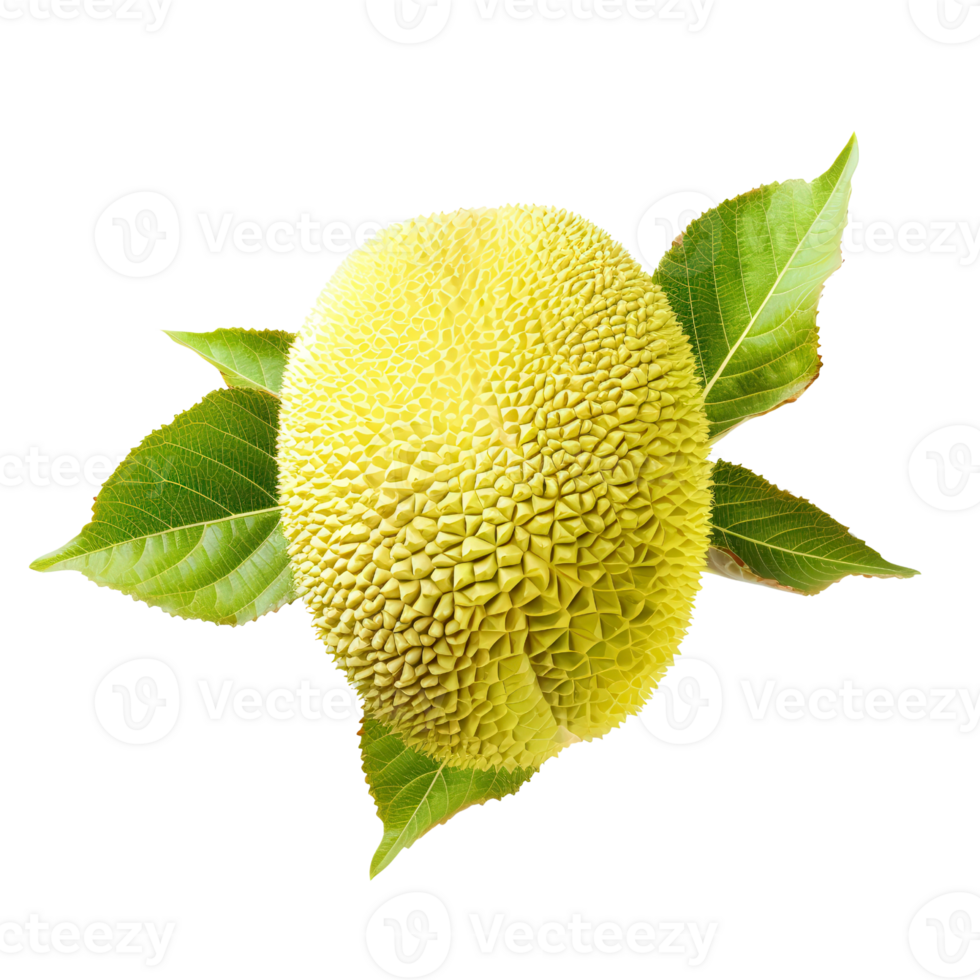 jackfruit fruit on transparent background png