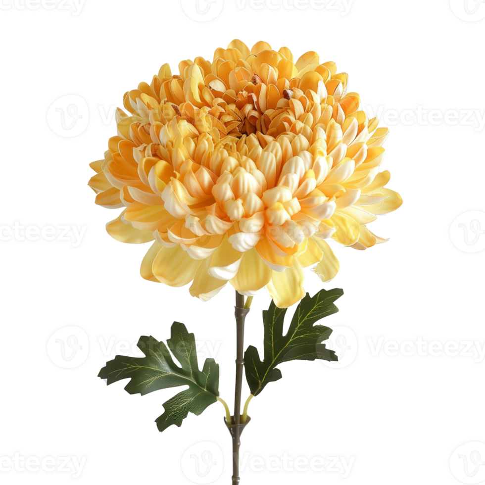 yellow chrysanthemum flower on a stem png