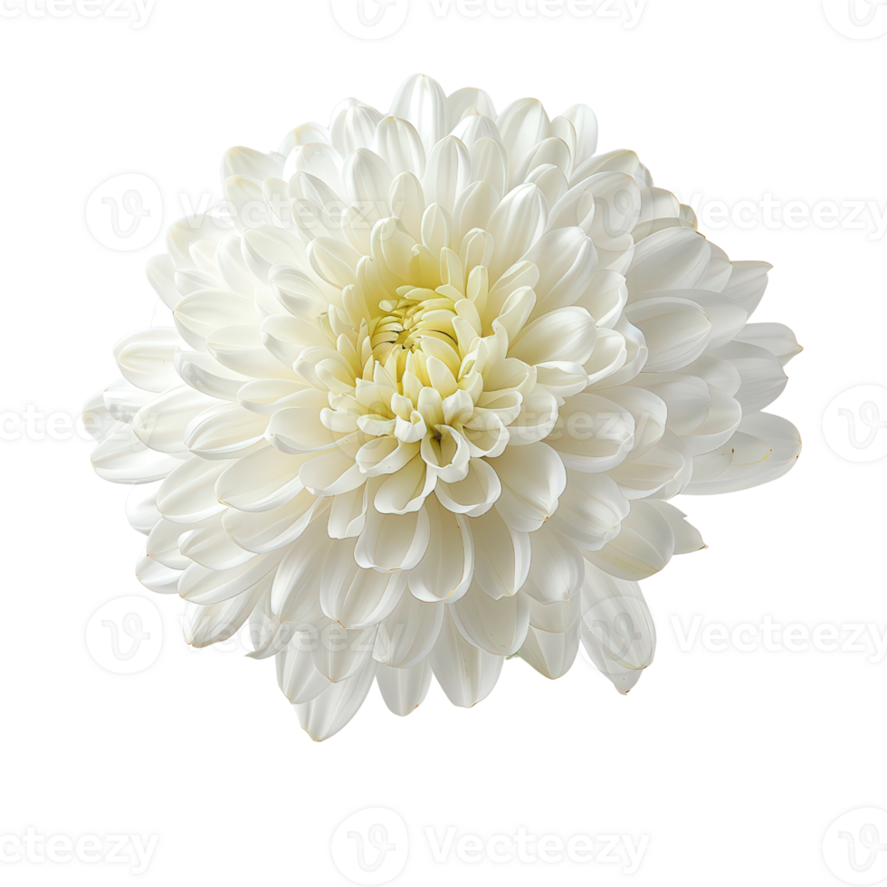 white chrysanthemum flower on transparent background png