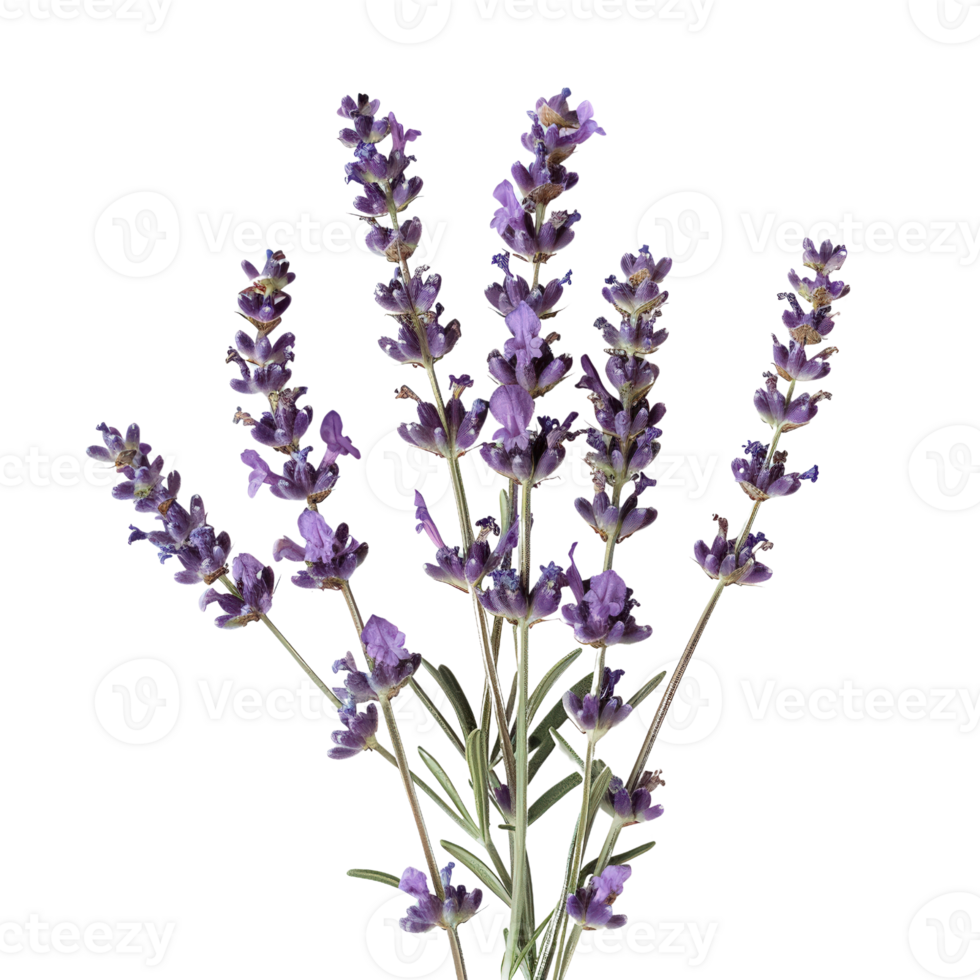 lavanda flores en un transparente antecedentes png