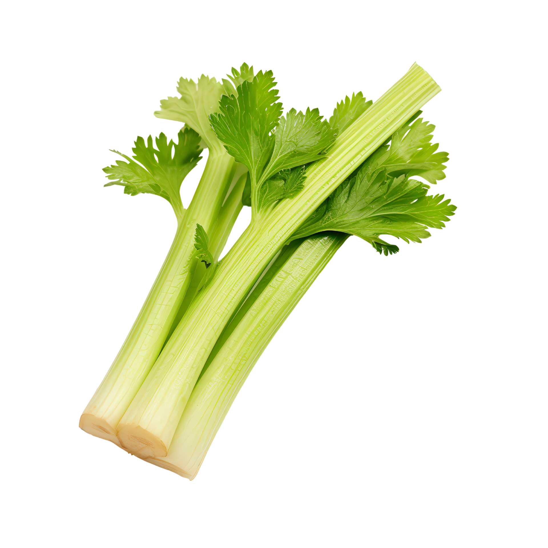 celery on a transparent background 46544462 PNG