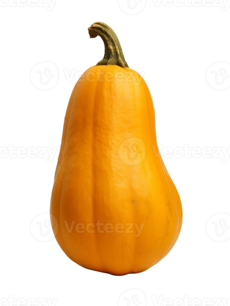 pumpkin on transparent background png