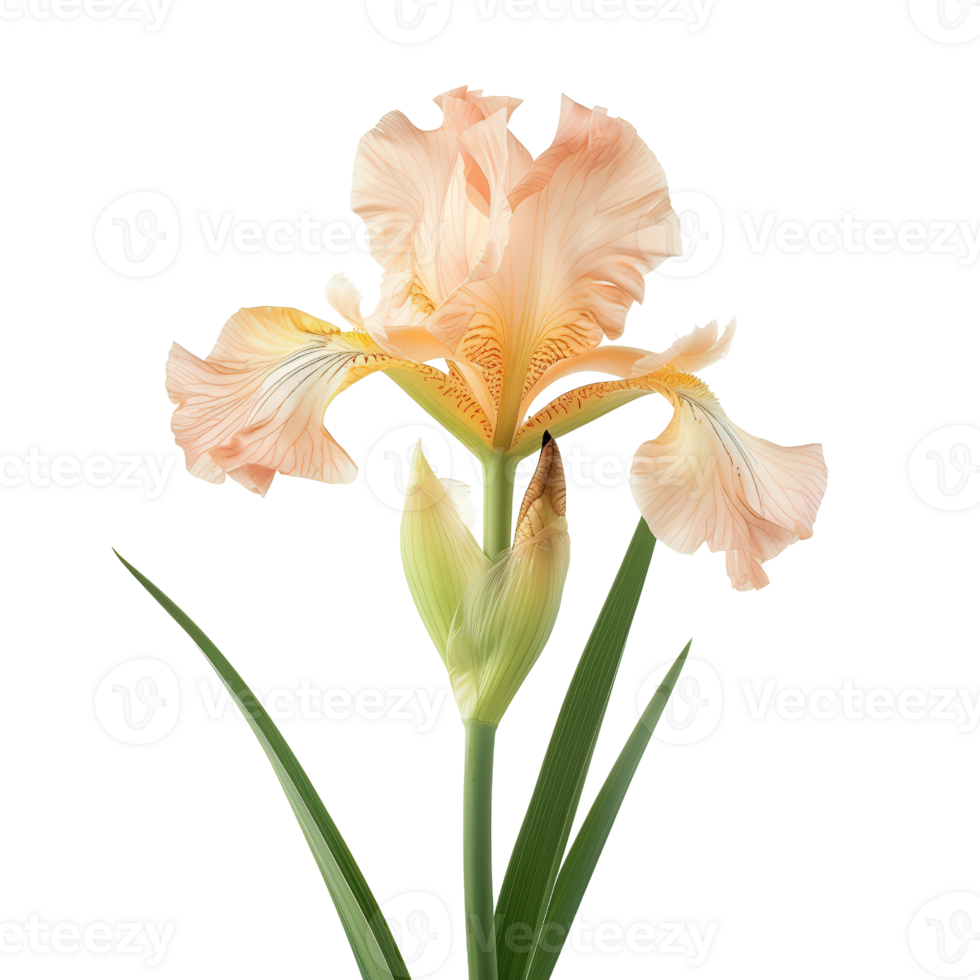 realistico iris fiore su trasparente sfondo png
