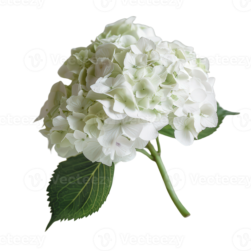 a white flower with leaves on it png