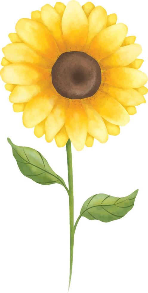 Watercolor Sunflower illustration vector