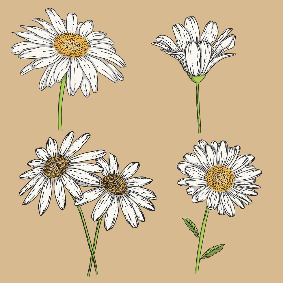 Daisy Flowers Hand Drawing Set vector