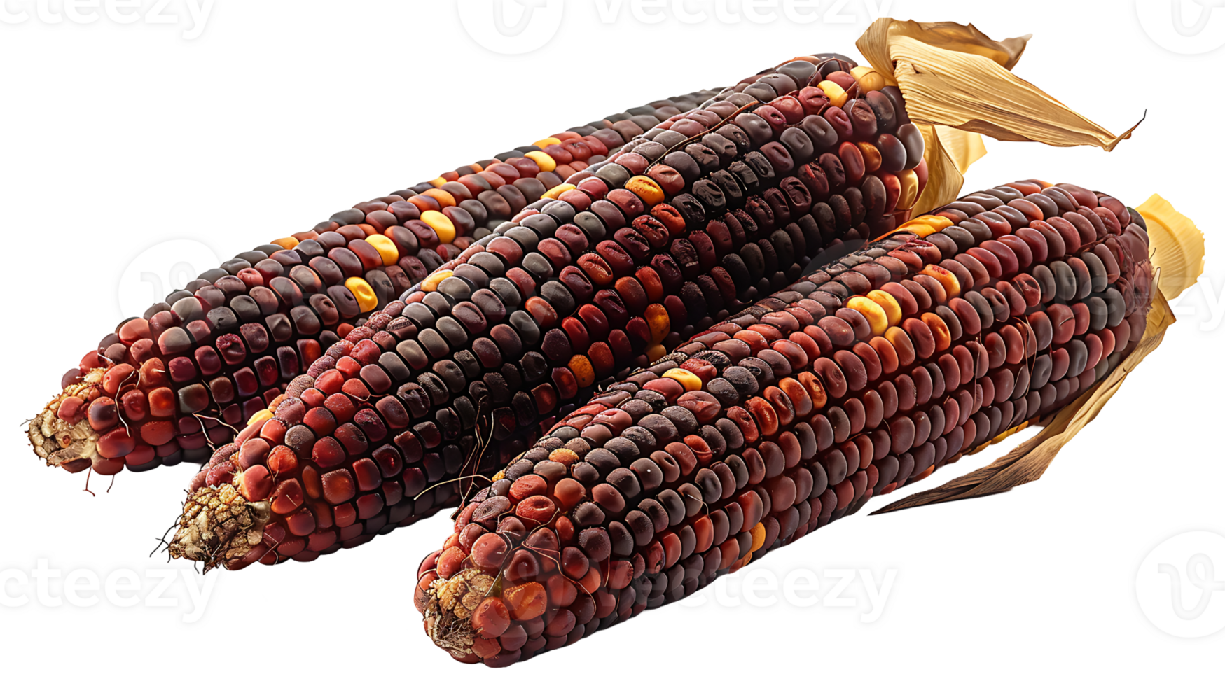 Fresh tasty dried corn cobs on a transparent background png