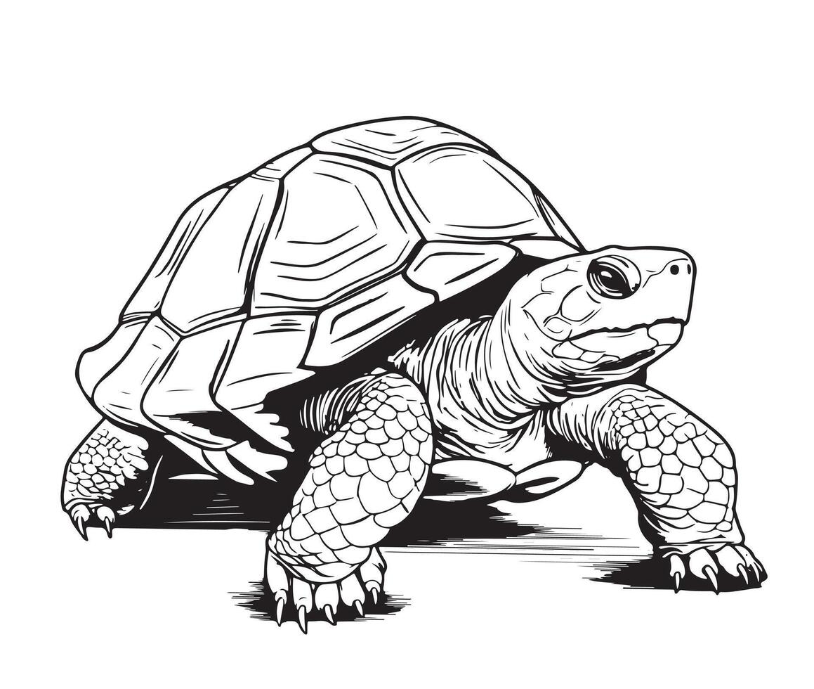 Hand Drawn Engraving Pen and Ink Turtle vector