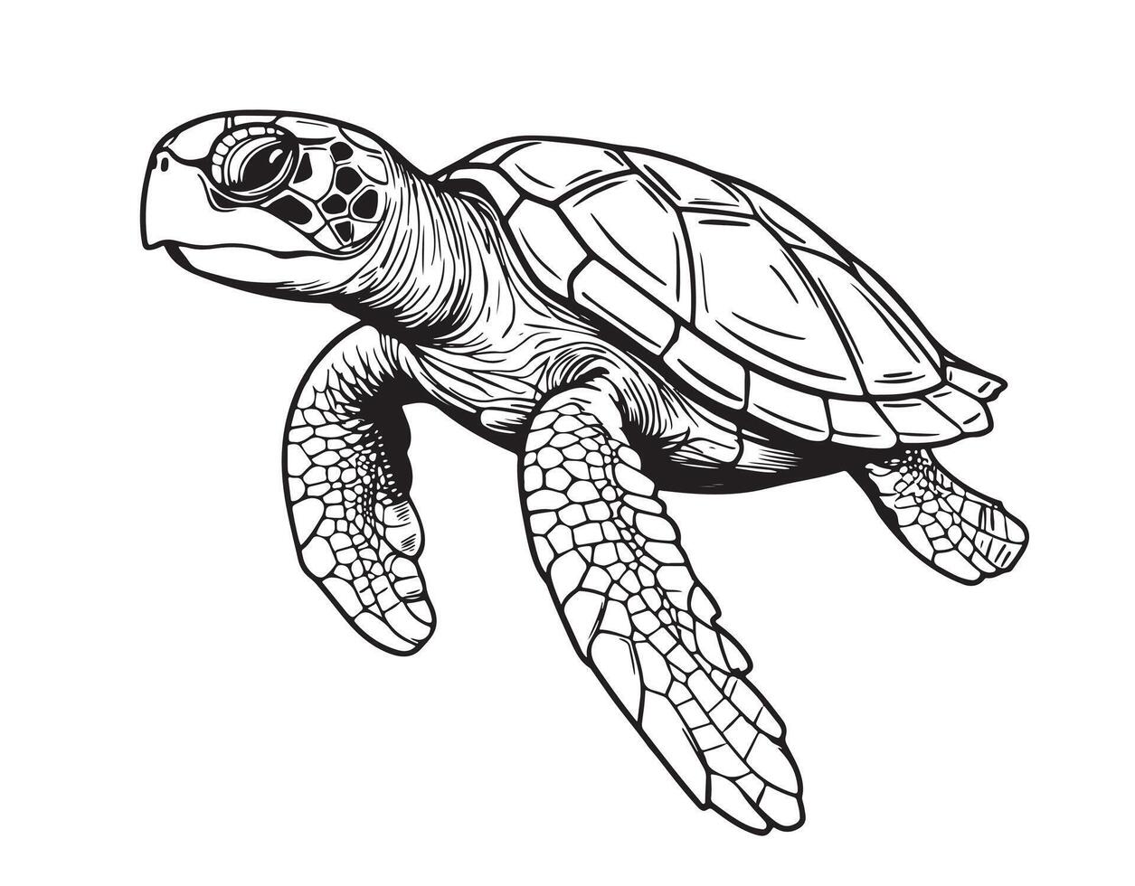 Sea turtle hand drawn engraving style sketch vector
