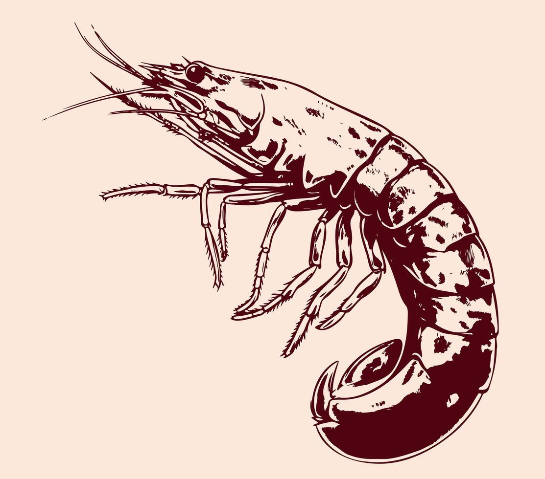 Large shrimp sketch, hand drawn prawn in engraved graphic style for fish menu restaurants vector