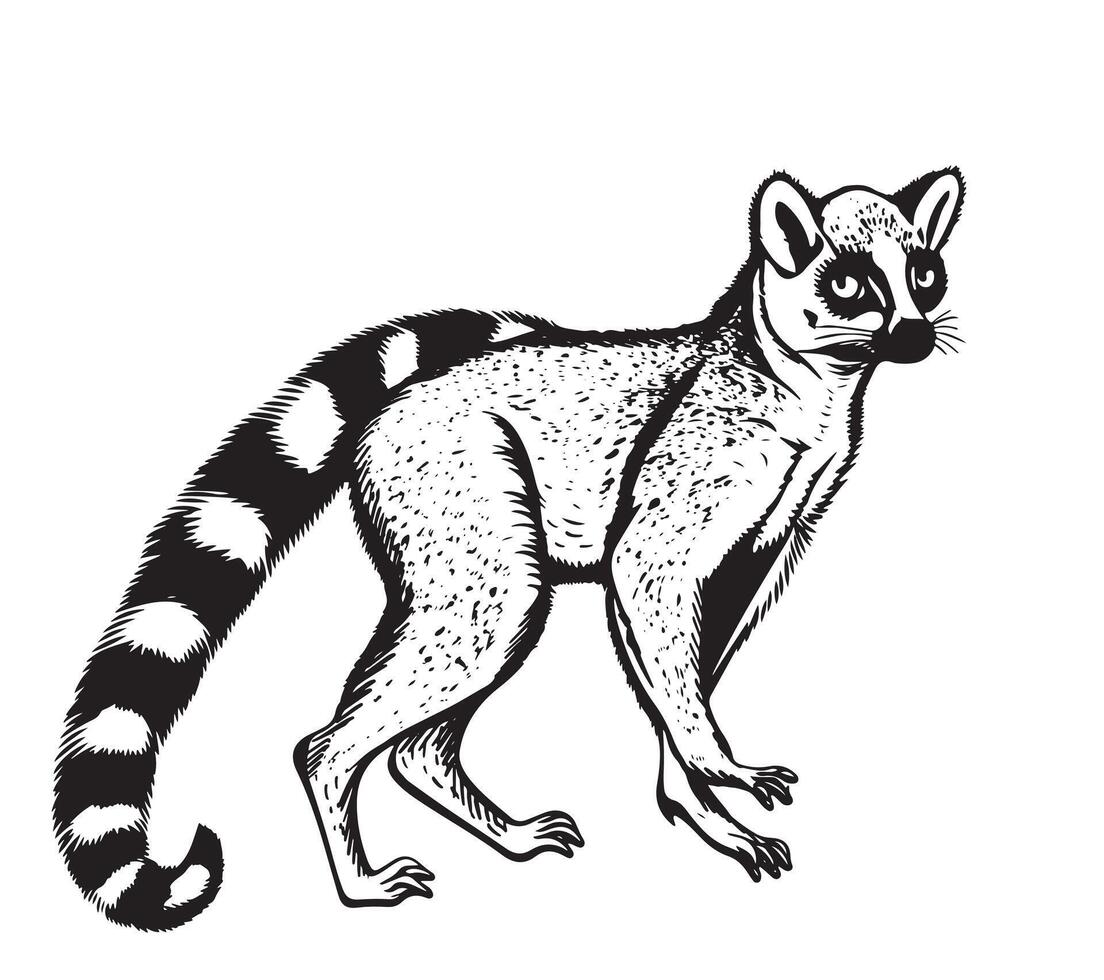 Lemur sketch hand drawn engraved illustration. vector