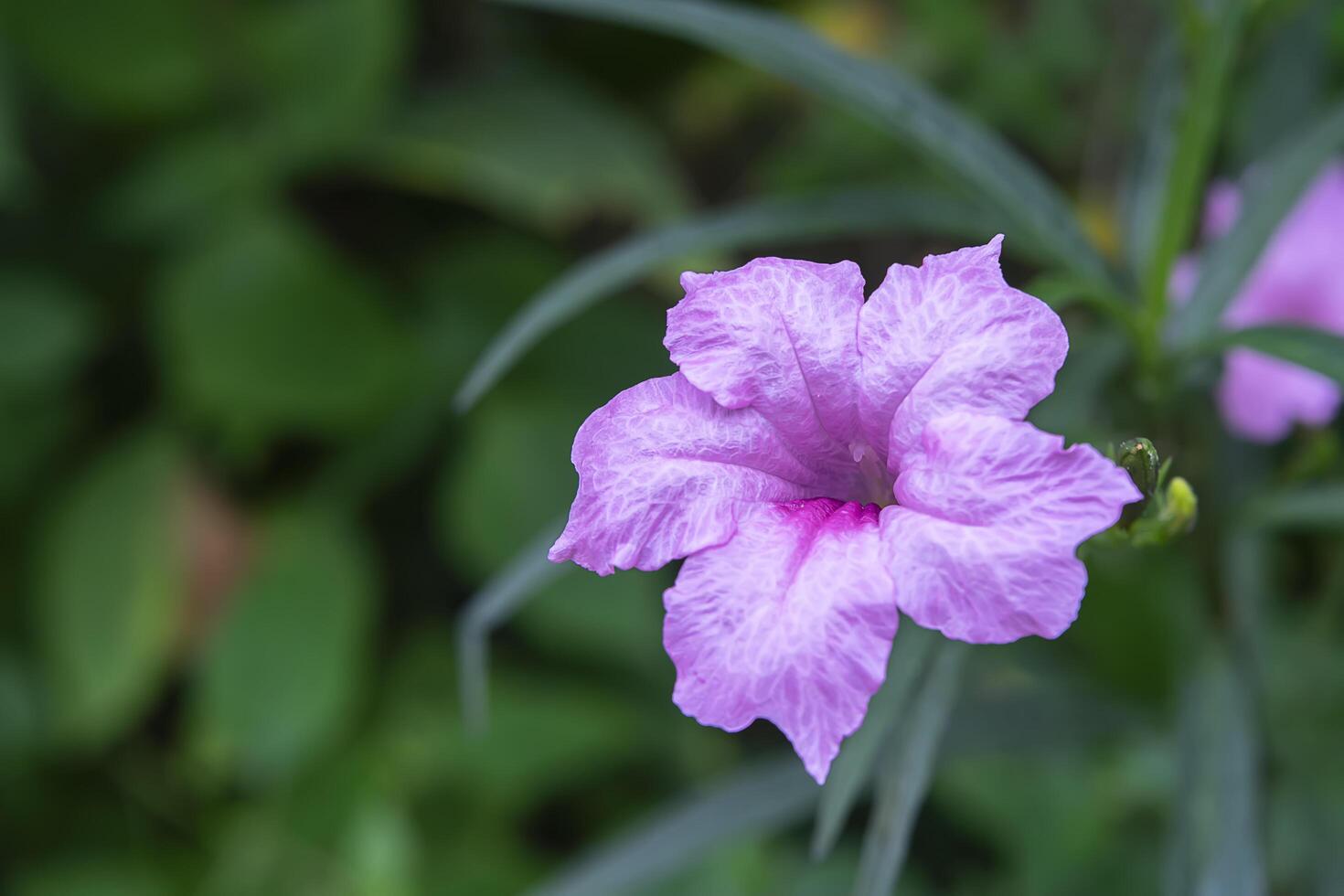 Britton's Wild Petunia, Mexican Bluebell. photo