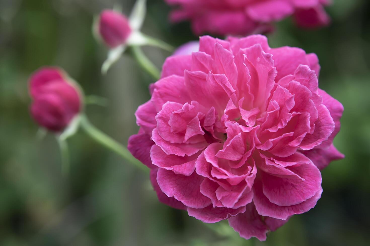 Close up Dark pink of Damask Rose flower photo