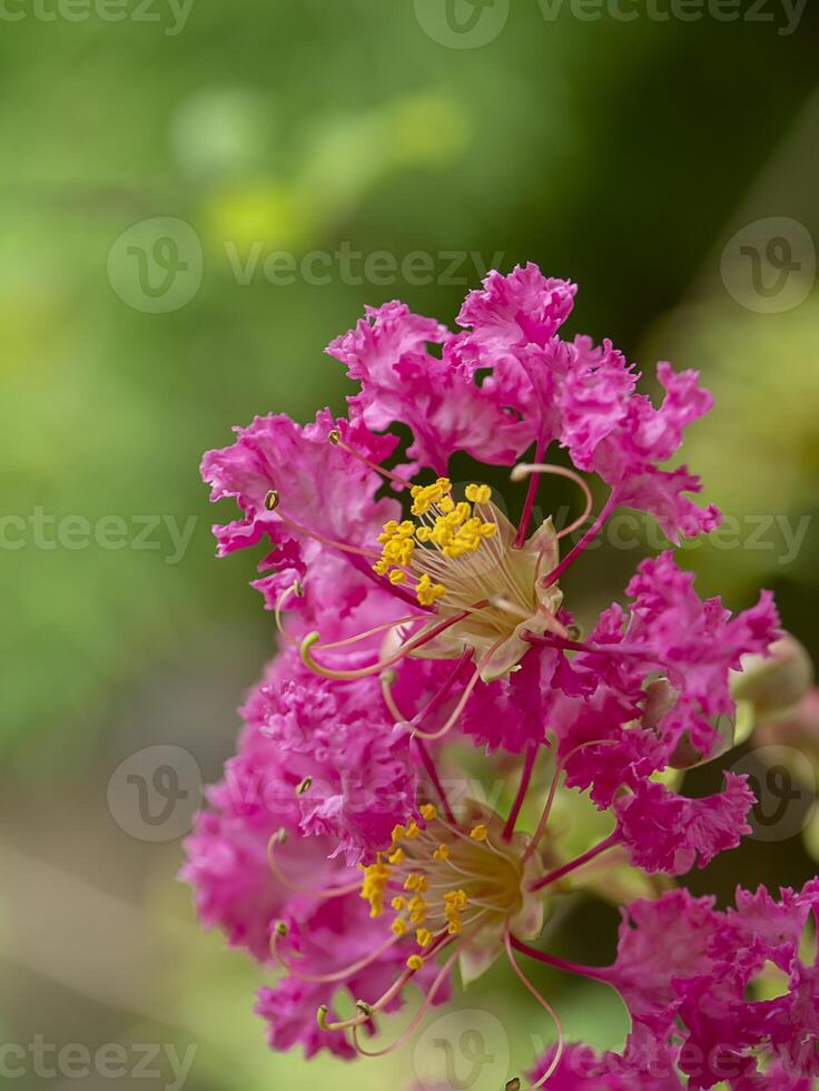 Close up pink flower of Crape myrtle photo