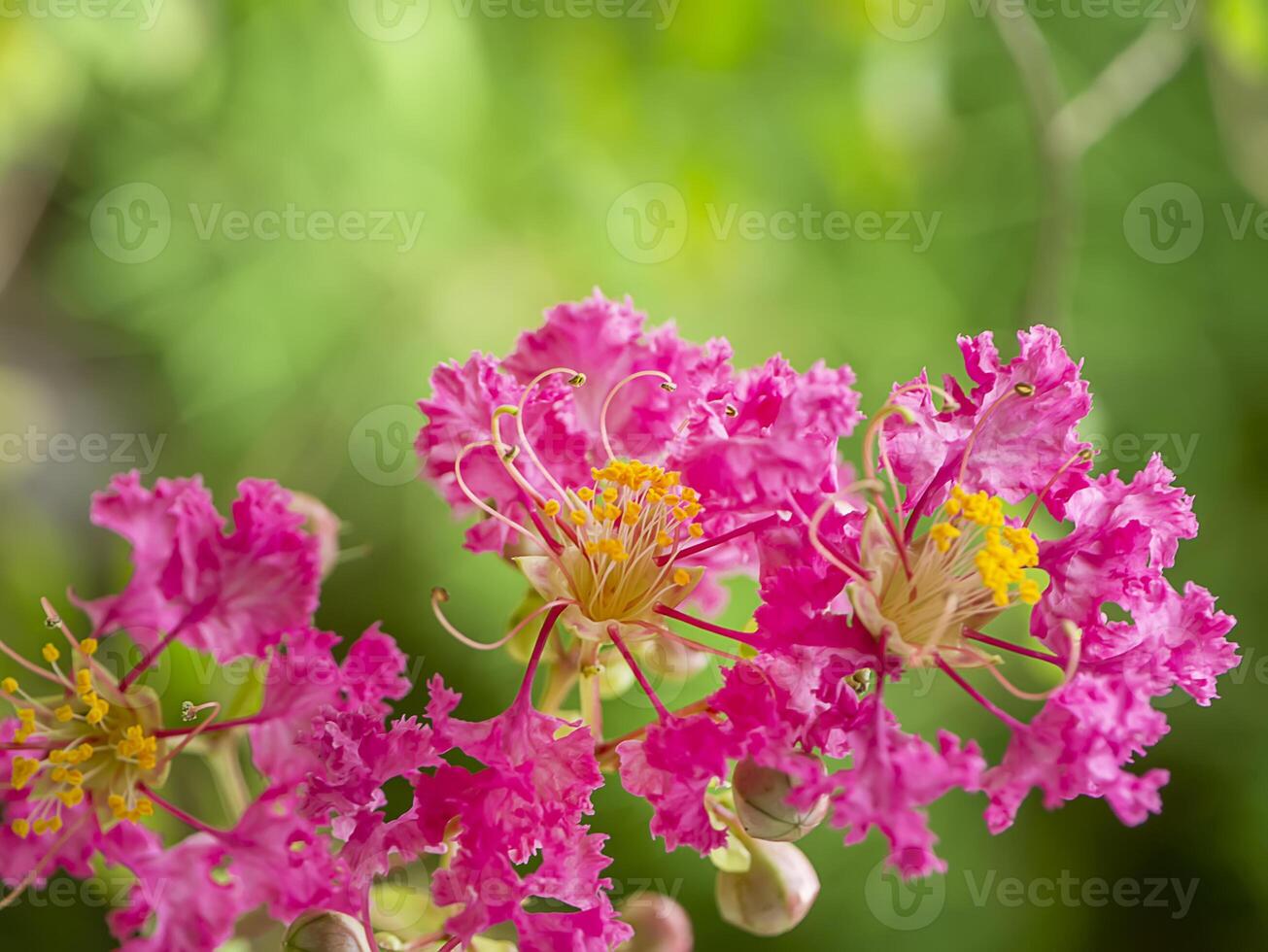 Close up pink flower of Crape myrtle photo