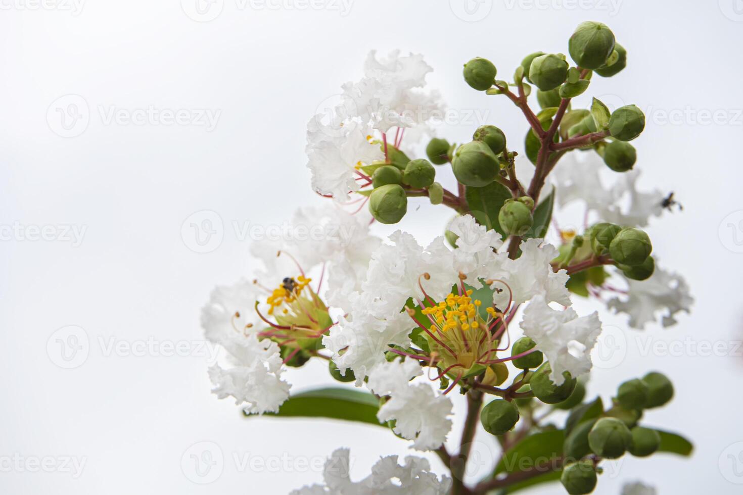 Close up white flower of Crape myrtle photo