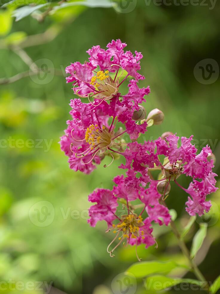 Close up pink flower of Crape myrtle photo