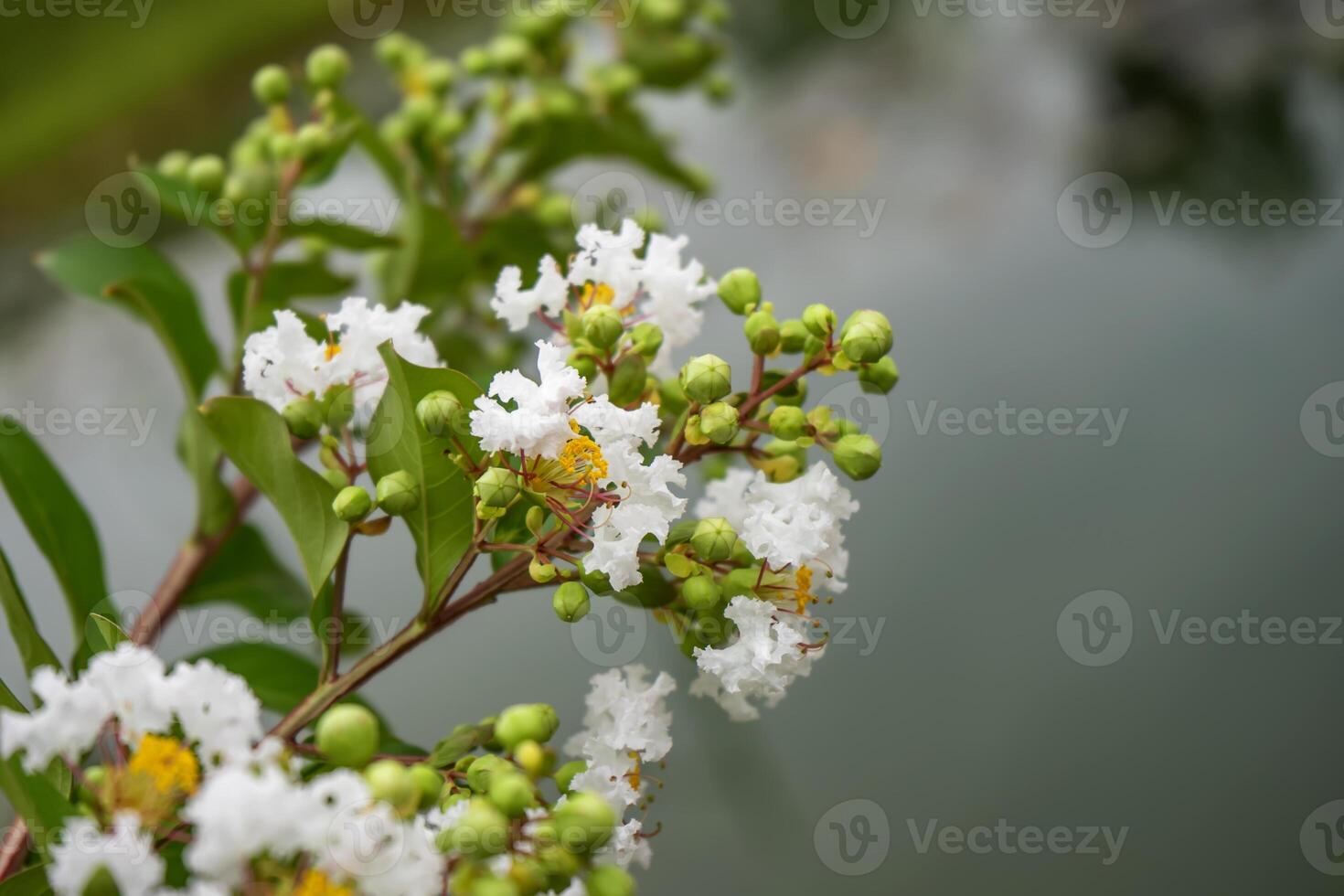 Close up white flower of Crape myrtle photo